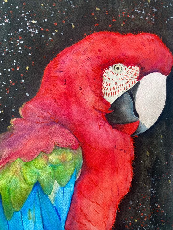 Red macaw parrot watercolour painting.