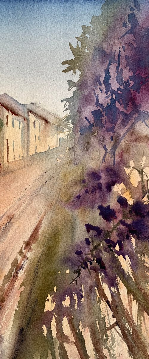 Italy. Wisteria. by Evgenia Panova