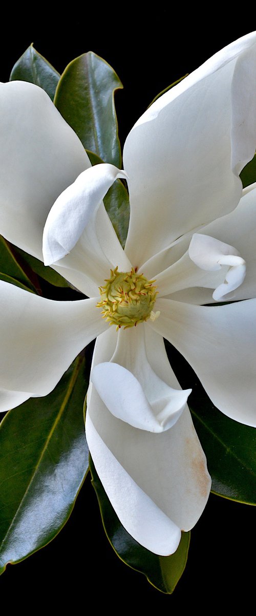 Little Gem Magnolia by Nadia Culph