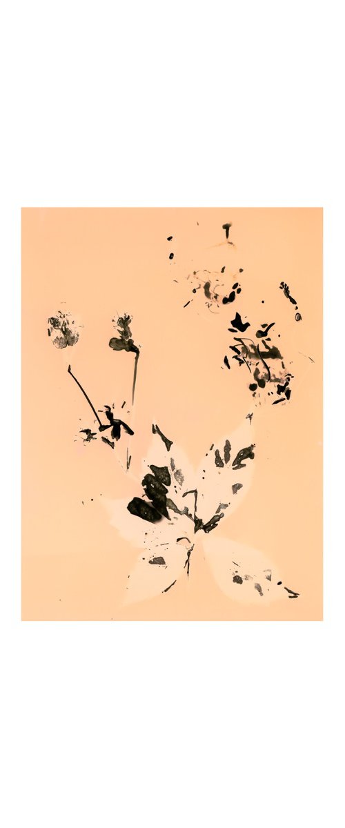 Phytogram orange flowers by Carla Piacenza