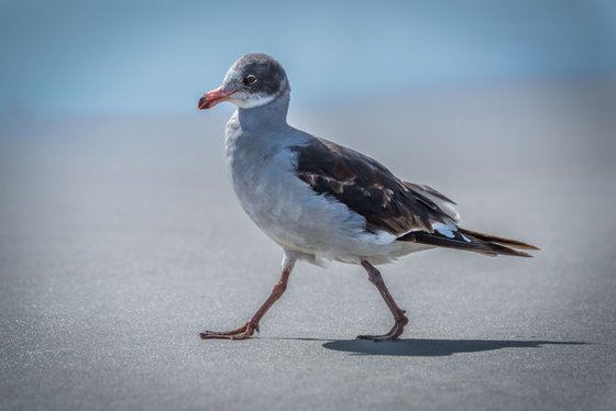 Bird Walk