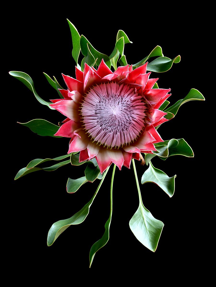 Pink King Protea by Nadia Culph