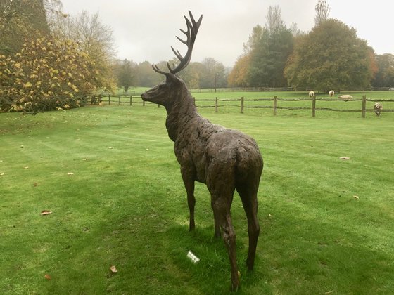 Standing Red Deer Stag - Bronze Resin