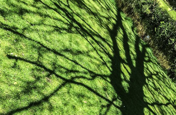 GRASS TREE no:2 (LIMITED EDITION 1/200) 12" X 8"