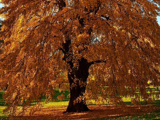 Autumn Tulip Tree