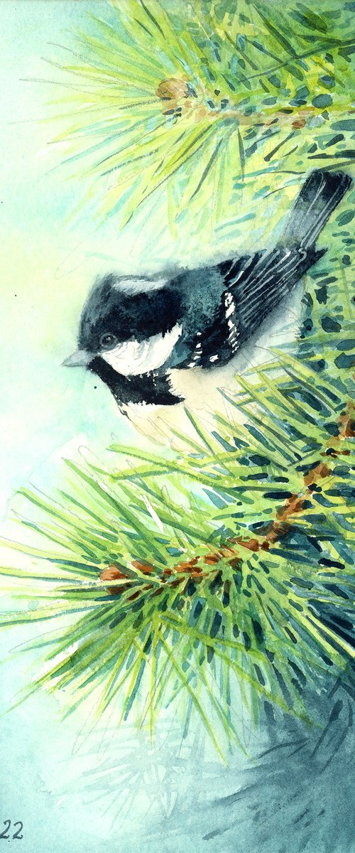 Coal Tit on pine branch by Karolina Kijak