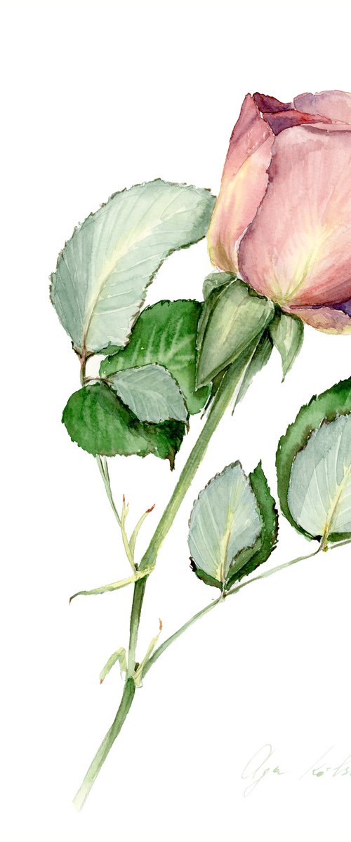 Dusty Pink rose by Olga Koelsch