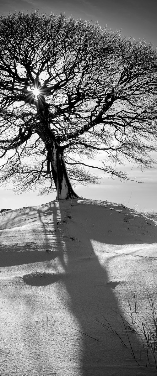 The Peak Tree-Peak District by Stephen Hodgetts Photography