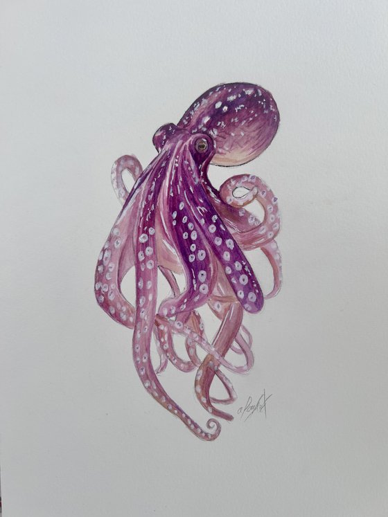 Octopus