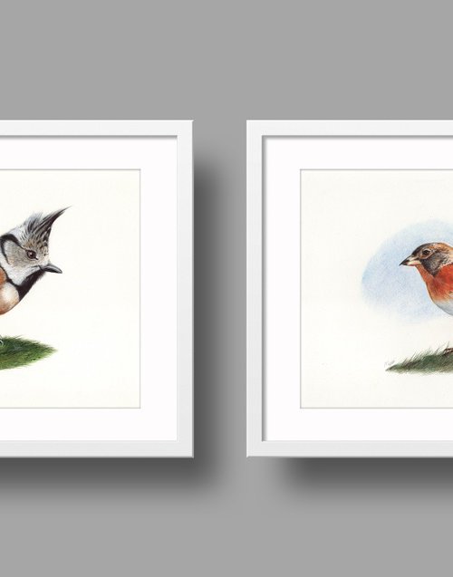 Birds Collection IX by Daria Maier