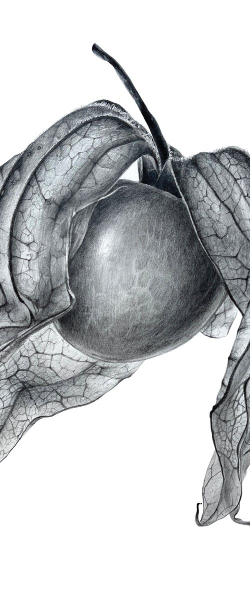 PHYSALIS 29x31 cm (2021) botanical drawing, original artwork by Alisa Diakova