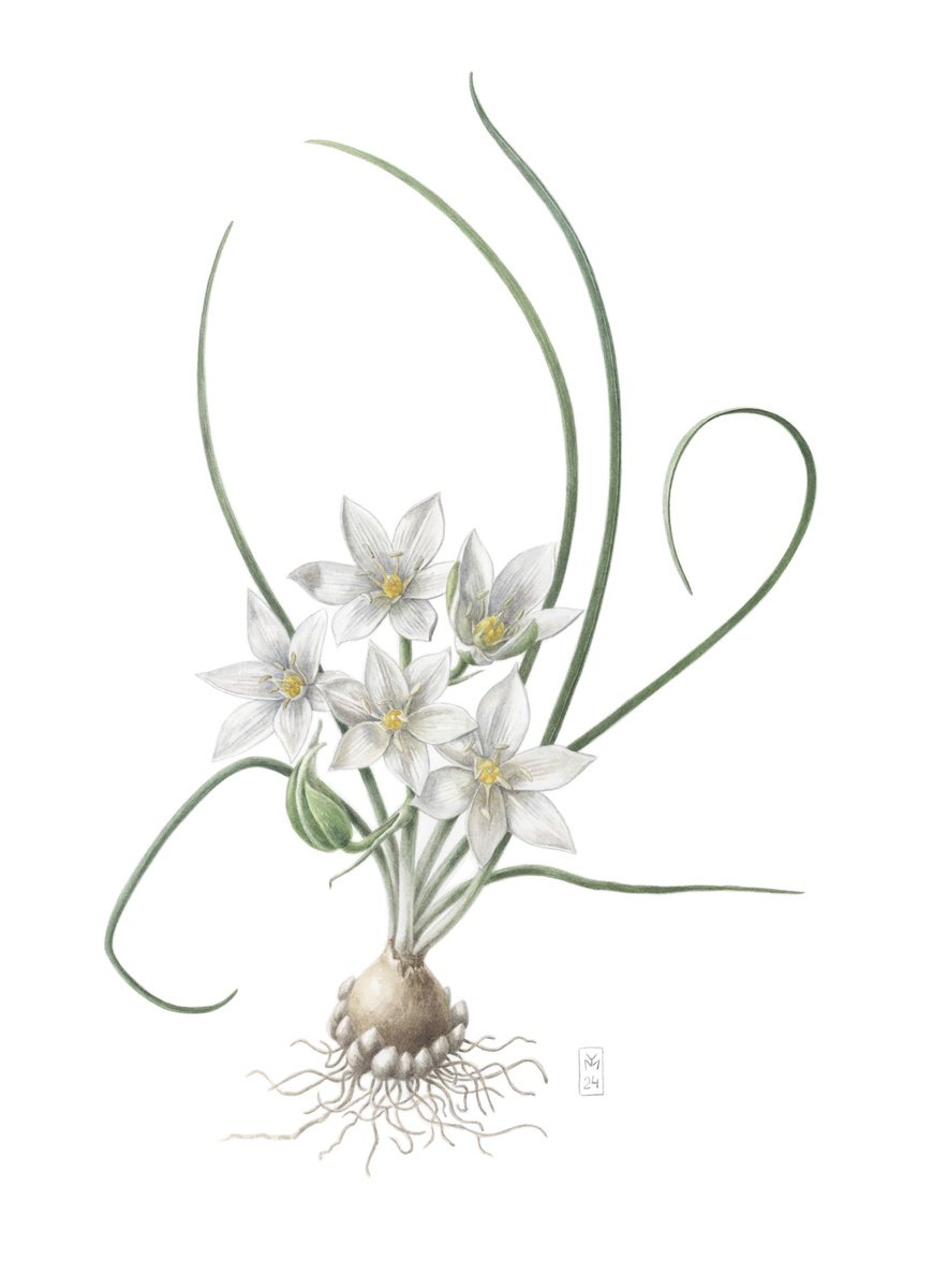 Photorealistic Botanical Watercolour By Yuliia Moiseieva, 11 X 15", Ornithogalum Refractum, Original Artwork