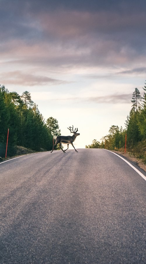 NATURE ON THE ROAD by Fabio Accorrà