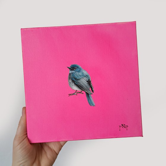 Pink Robin