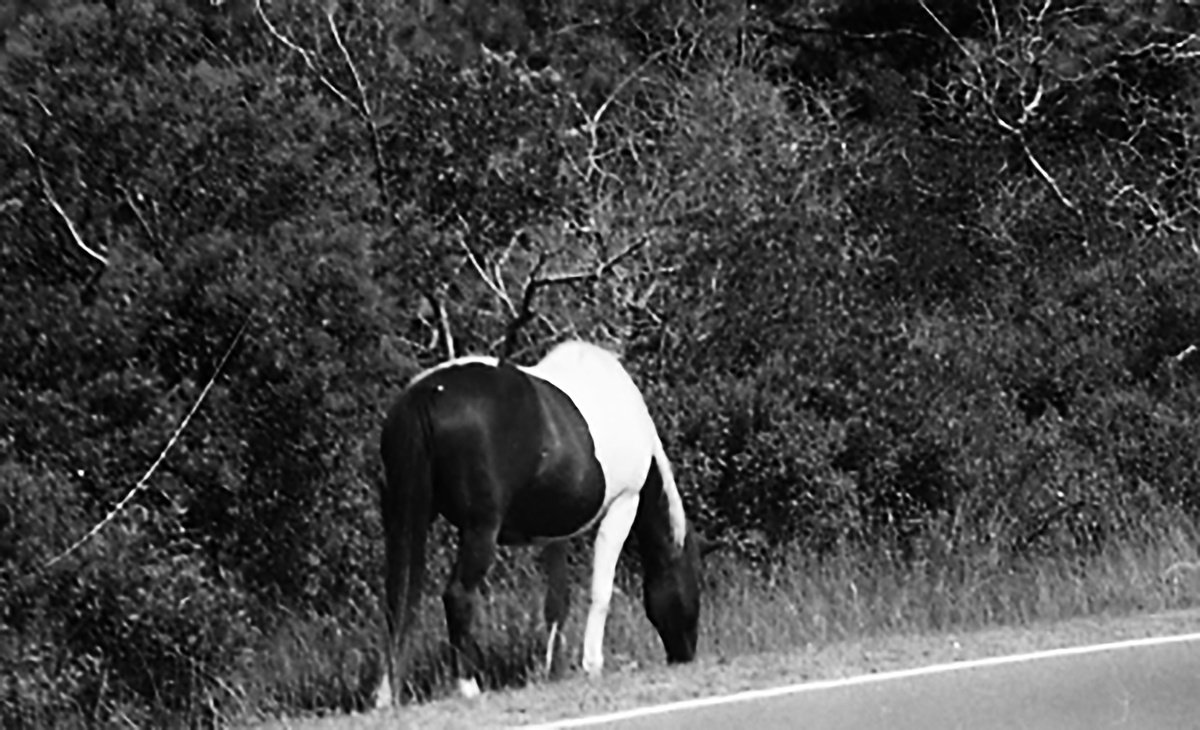 Animal Photograph By David Huntzinger, 30 X 17, Wild Horse, Original Artwork