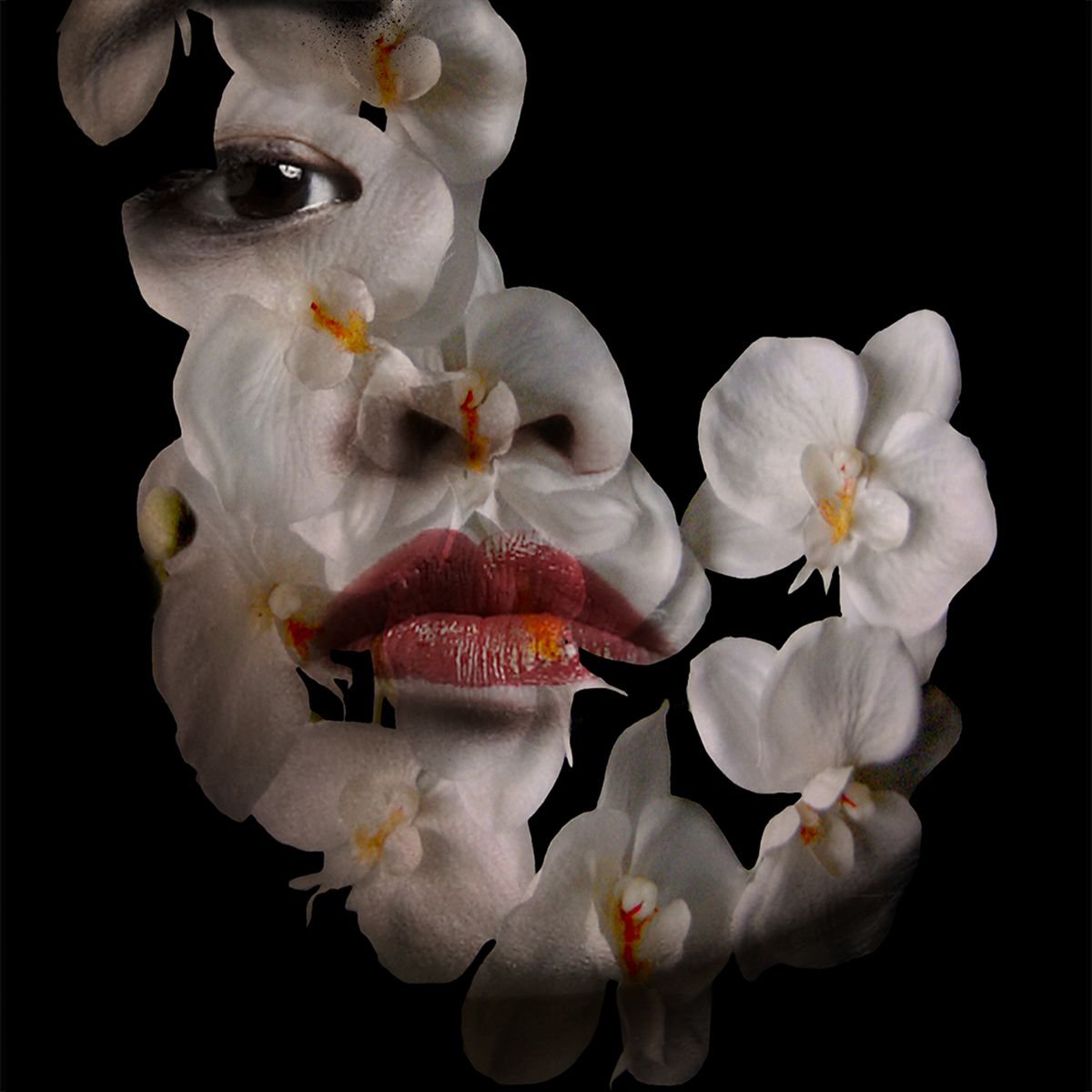 Illustrative Portrait Photograph By Srdjan Jevtic, 39 X 39", Orchid, Original Artwork