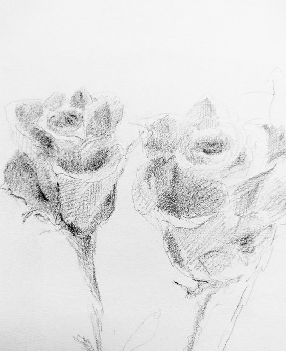 Roses #6. Original pencil drawing