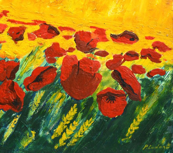 Red poppies in the sun
