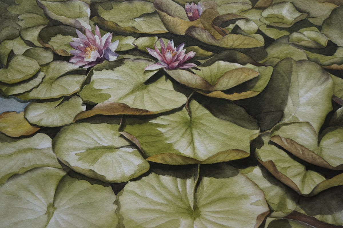 Water lilies by Arunas Vilkevicius