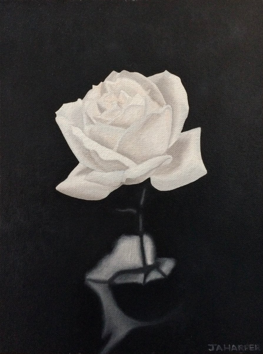 Photorealistic Oil Painting , White Rose By Jill Ann Harper, 11 X 14, Artwork For Sale On Artfinder