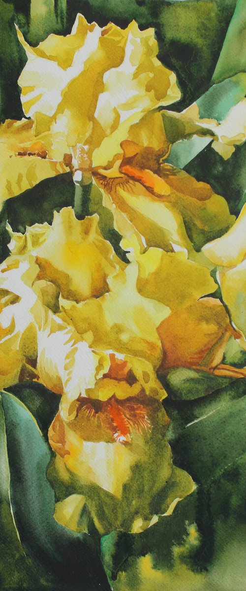 Yellow irises by Yurii Pashkov