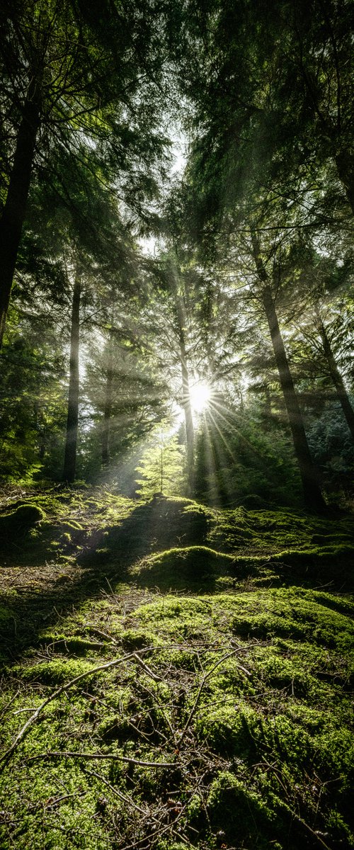 Sunburst through Mossy wood by Paul Nash