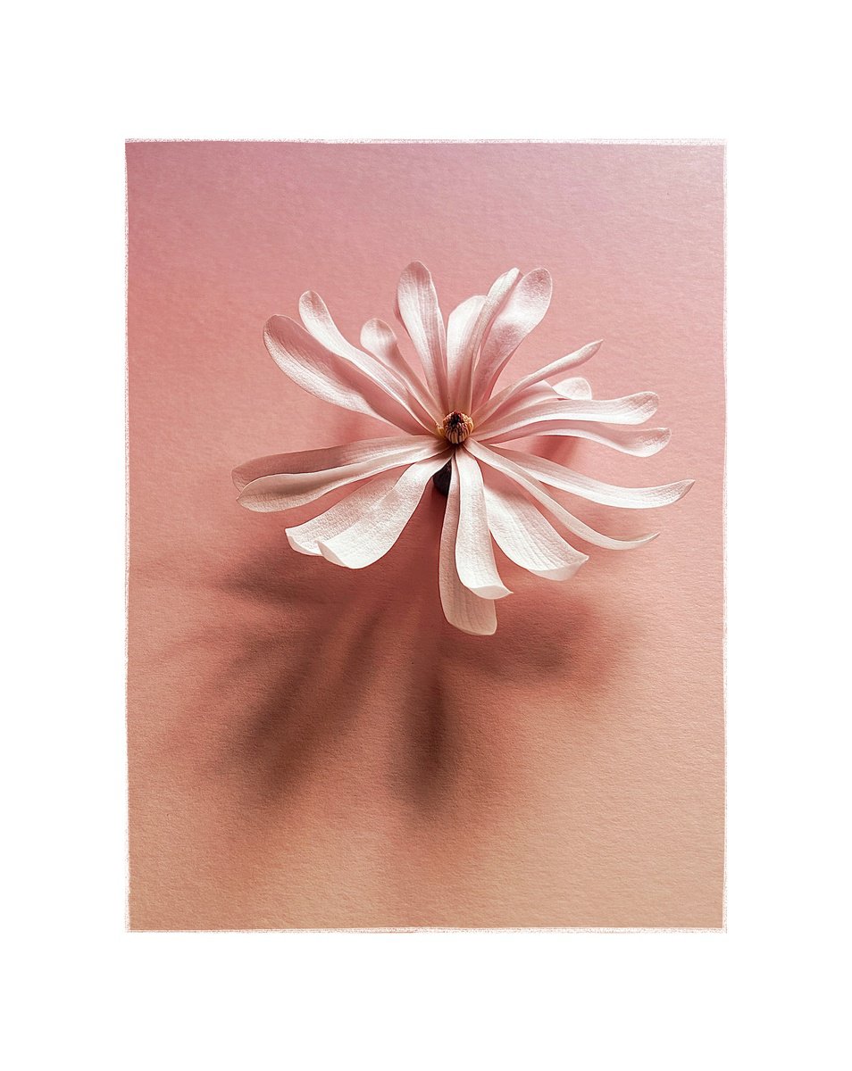 Expressive Botanical Photograph By Sarah Parsons, 12 X 15", Floating Stellata, Original Artwork