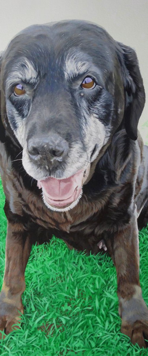 Peggy chocolate Labrador by Julian Wheat
