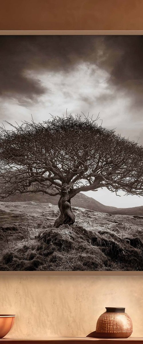The One Tree, Isle of Skye by Lynne Douglas