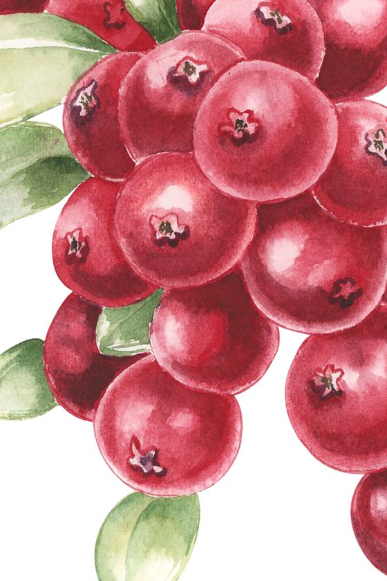 Watercolor lingonberry