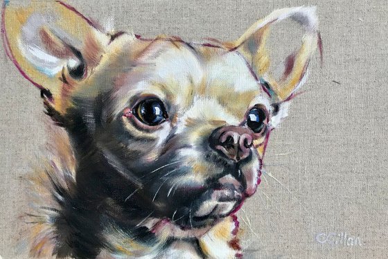 Boom Chihuahua! original oil painting