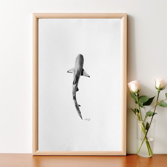 Black tip reef shark