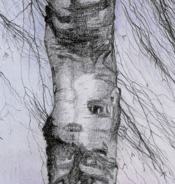 BIRCH BODY