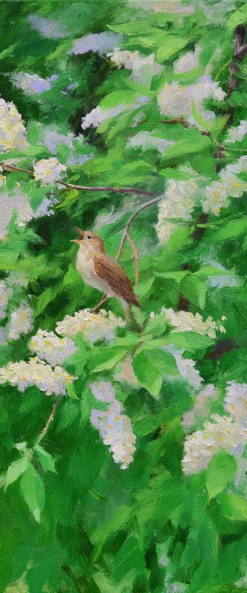 Spring melody of bird cherry by Ruslan Kiprych