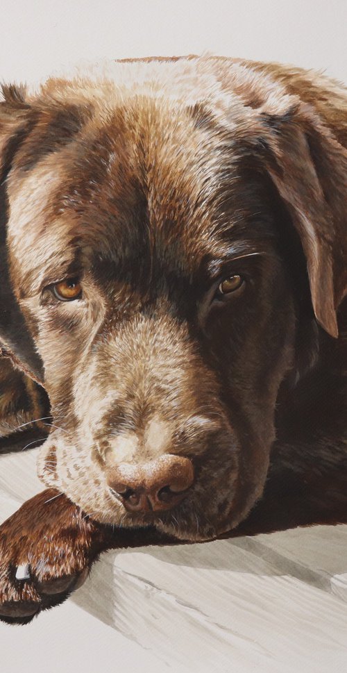 Chocolate Labrador by Julian Wheat