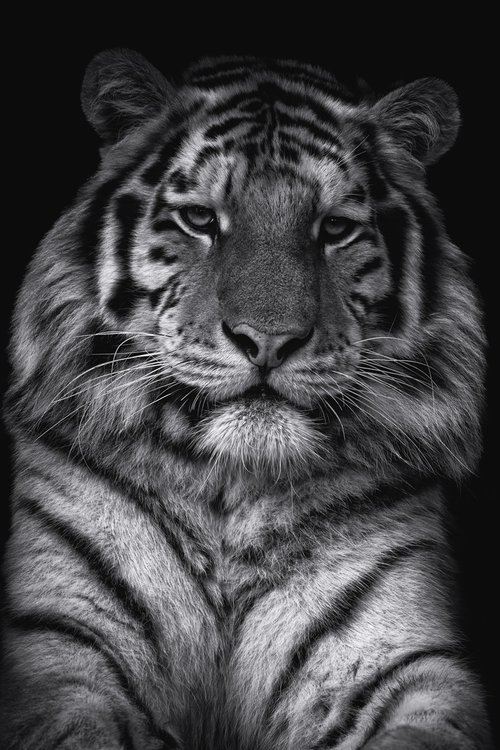 Siberian Tiger Portrait by Paul Nash