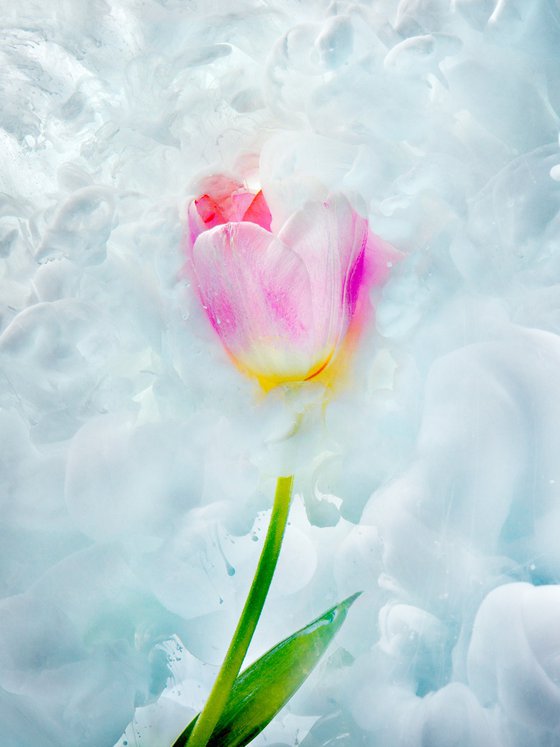 Tulip