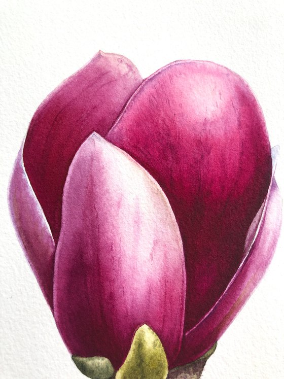 Magnolia blossom. A flower bud. Original watercolor artwork.