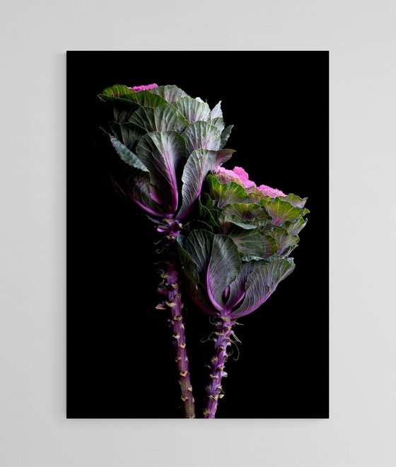 Flowering Kale