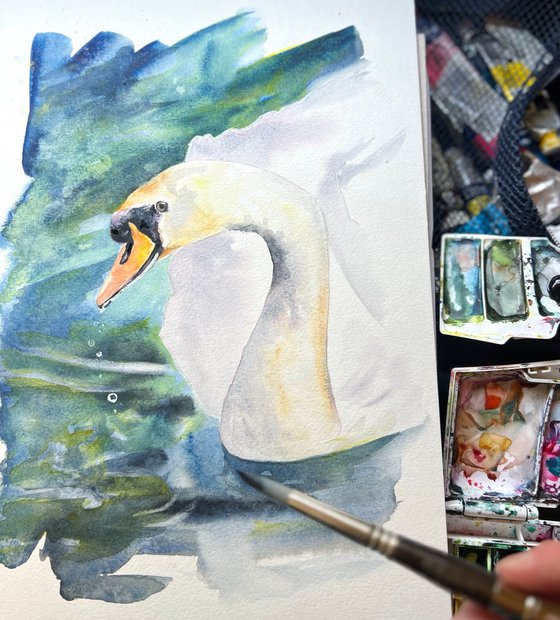 Swan Study
