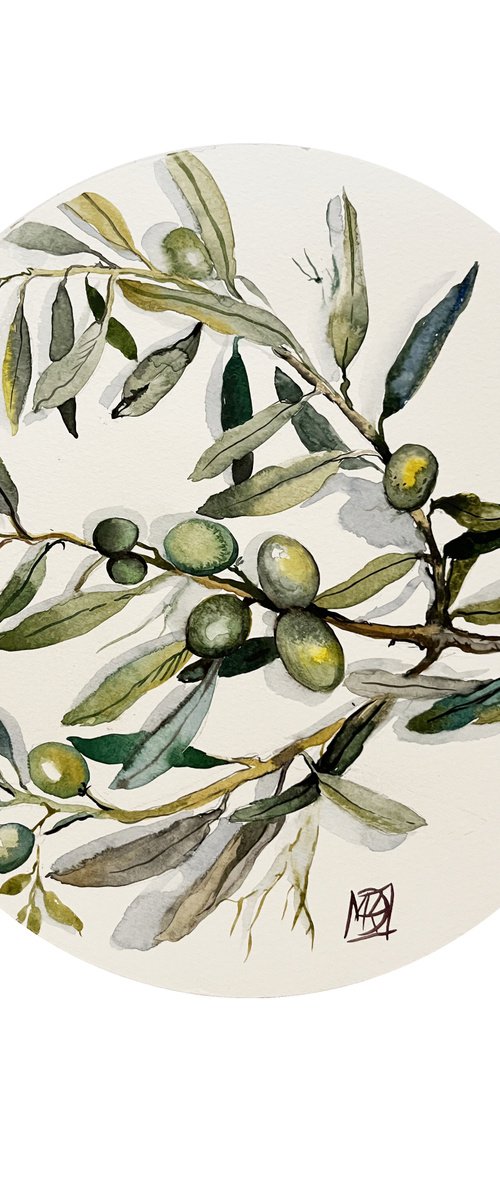 Olive from my garden by Maria Kireev