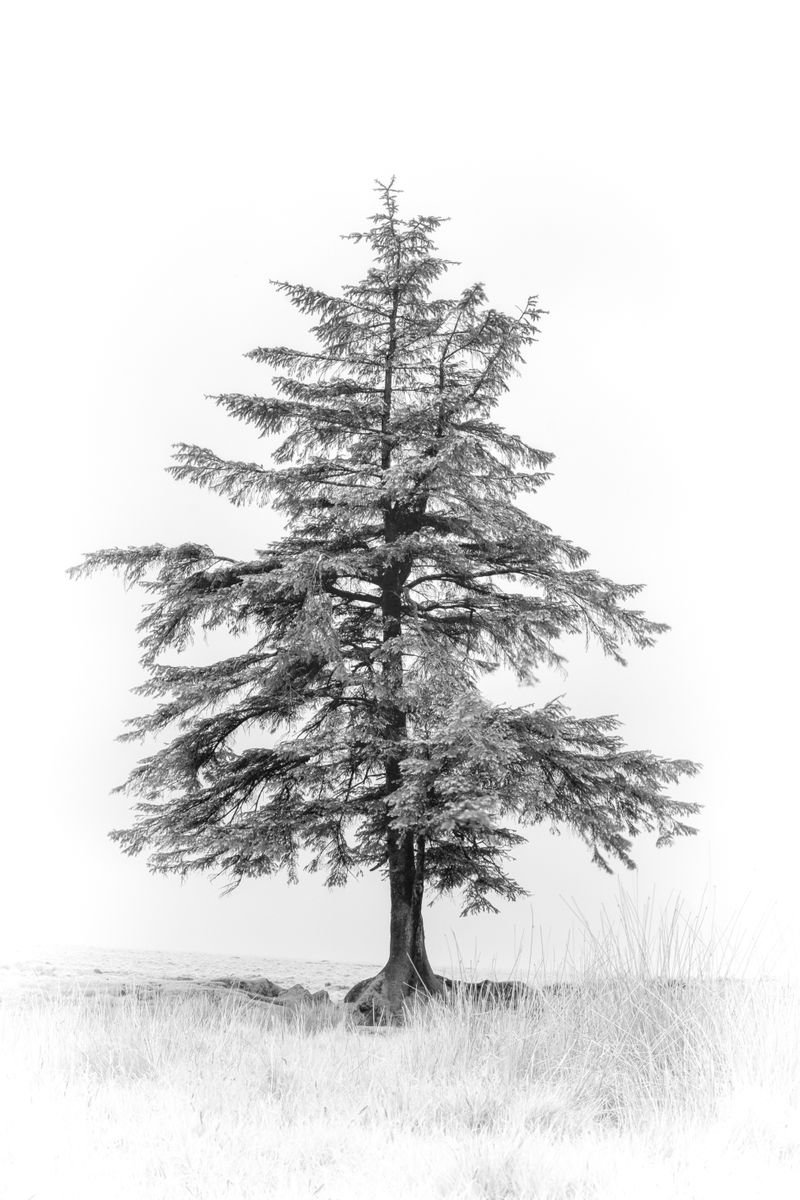 Photorealistic Photograph , Lone Tree On Dartmoor By Paul Nash, 16 X 24, Artwork For Sale On Artfinder