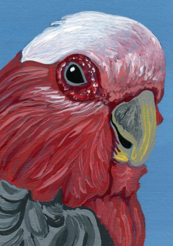 ACEO ATC Original Miniature Painting Australian Parrot Galah Pet Bird Art-Carla Smale