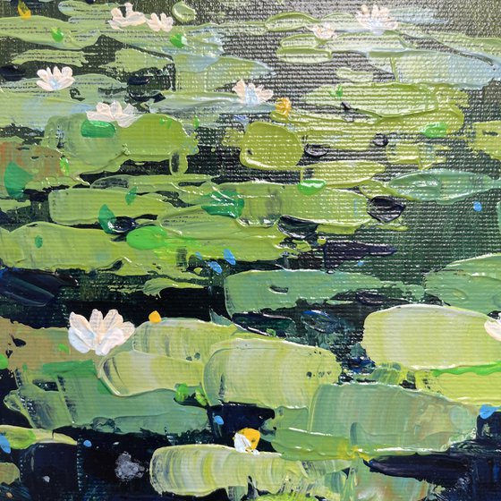 Water lilies. Symphony of wind, glare and water