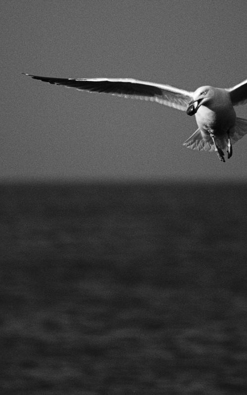 Gull with Mollusc, II by Charles Brabin