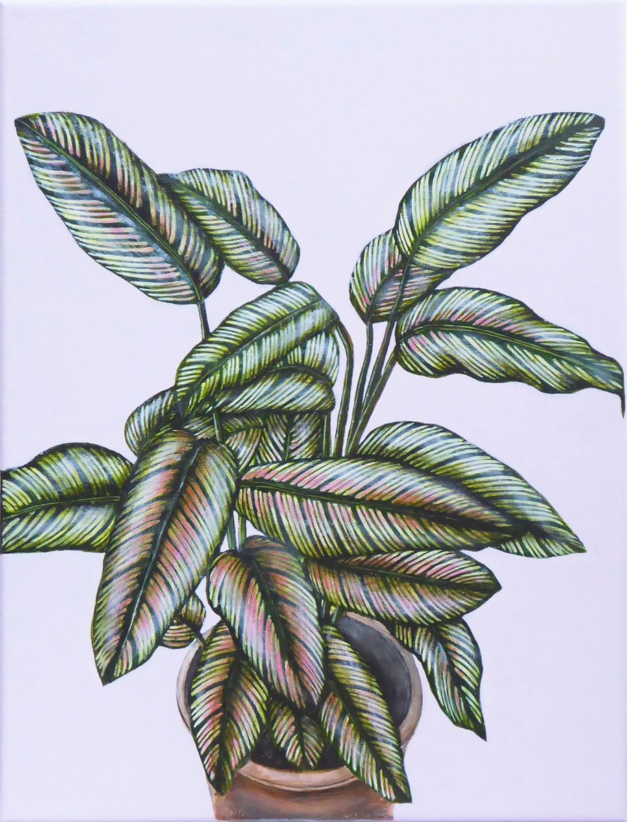 Photorealistic Botanical Acrylic Painting By Jacqueline Talbot, 12 X 16, Calathea White Star, Original Artwork