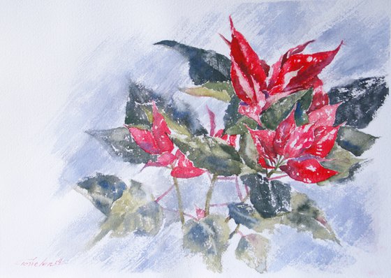 Poinsettia