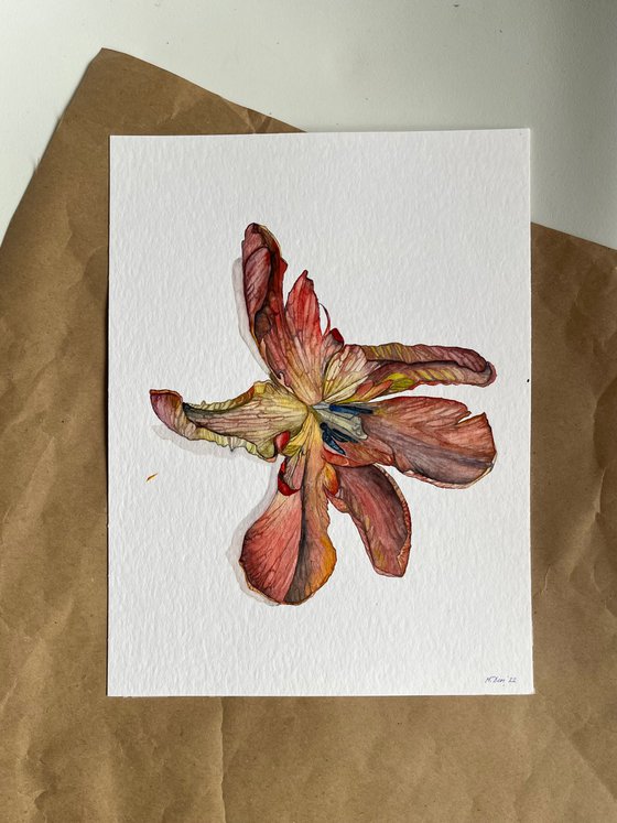 Red Tulips