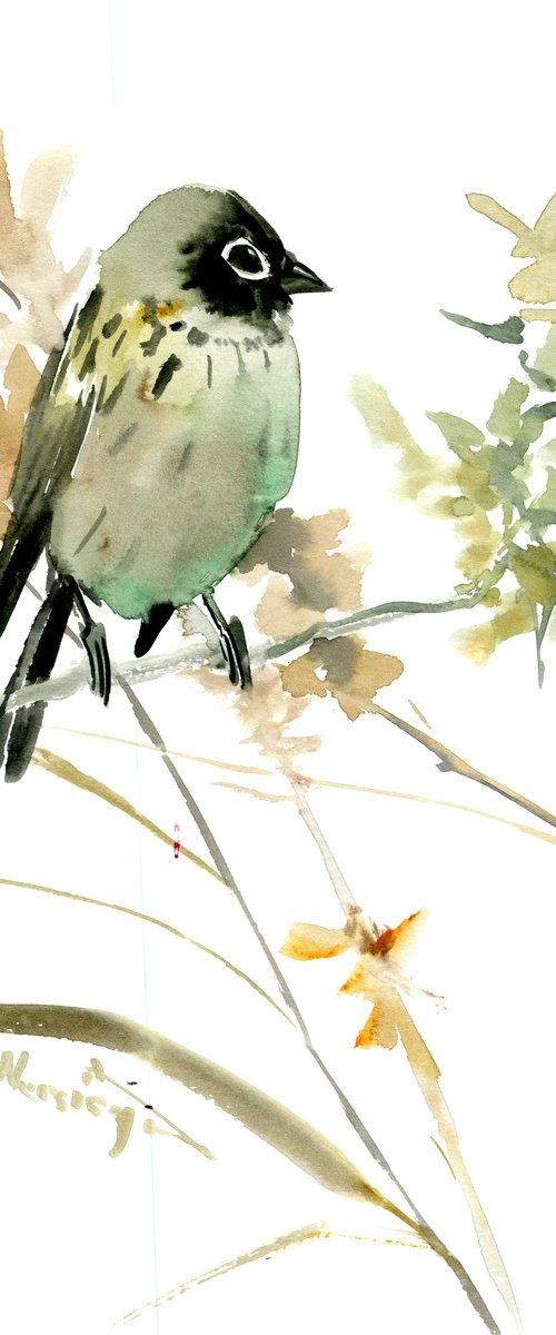 Sagebrush Sparrow Bird on the Tree by Suren Nersisyan