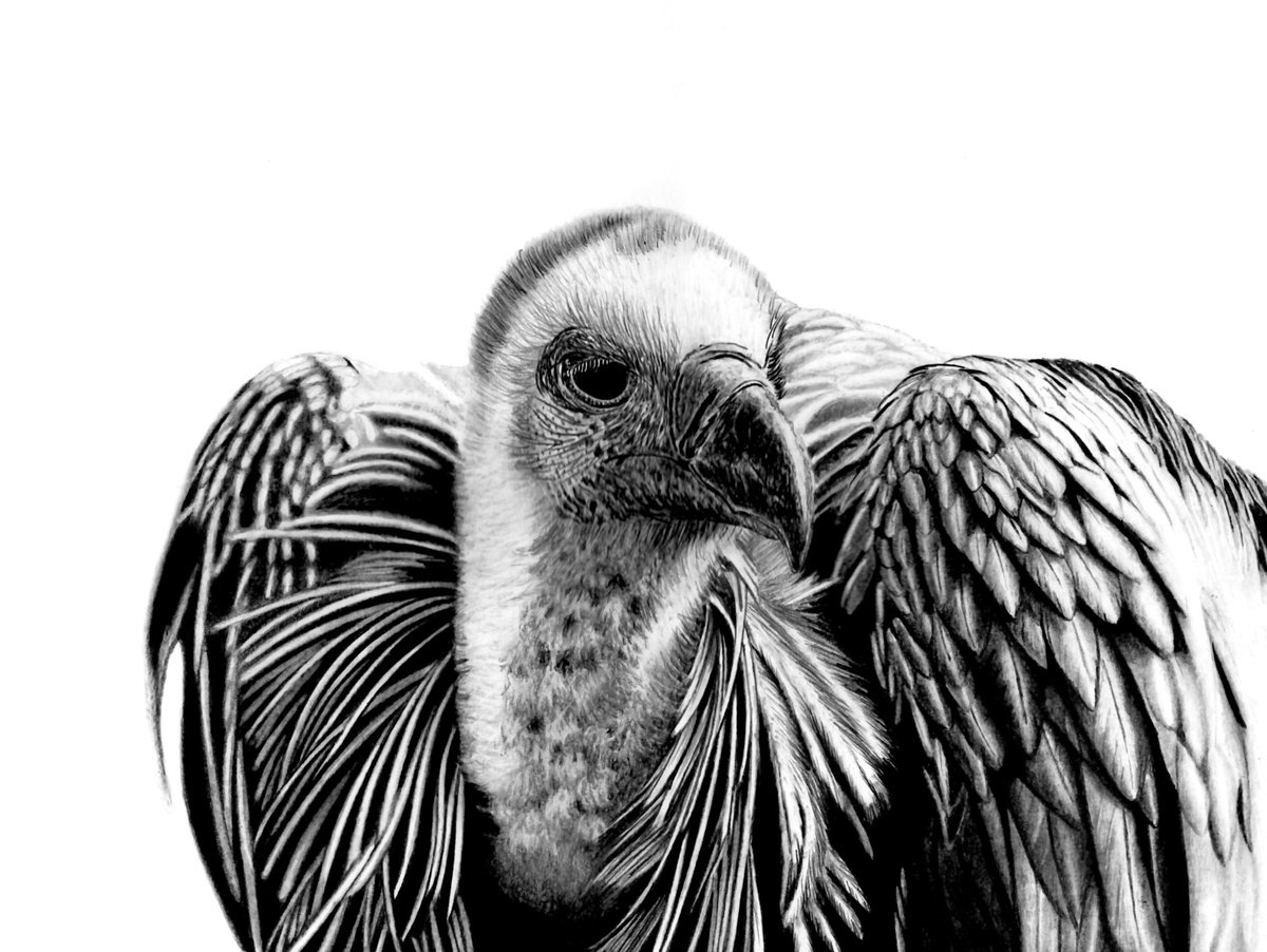 Photorealistic Pencil Drawing , Cape Vulture By Paul Stowe, 16 X 12, Artwork For Sale On Artfinder